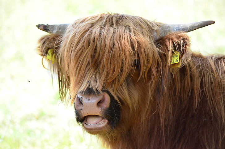 beef, highland beef, horns, cow, animal, nature, mammal