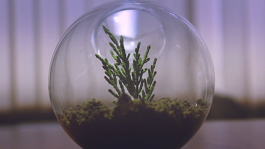 decoration, glass, plant, round