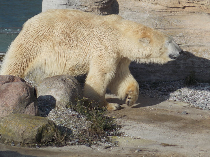 Kutup ayısı, hayvan, Hayvanat Bahçesi, memeli, yırtıcı hayvan