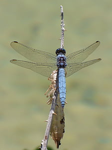Orthetrum coerulescens, Libellula blu, Muda, pelle, zona umida, ramo, libellula