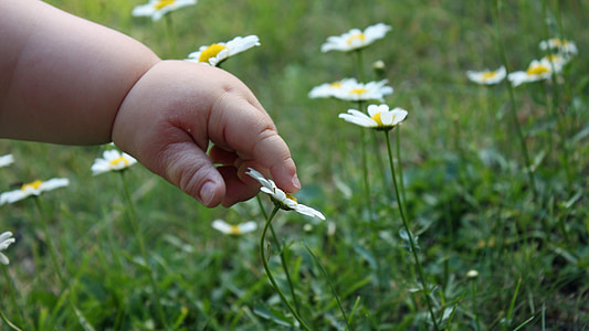 ręka, dzieci, kwiaty, łóżko, Daisy, Dotknij, kwiat
