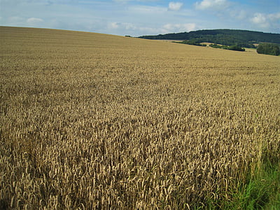 campo de trigo dourado amarelo, fim do verão, campo de milho, cereais, amarelo dourado, agricultura, grão