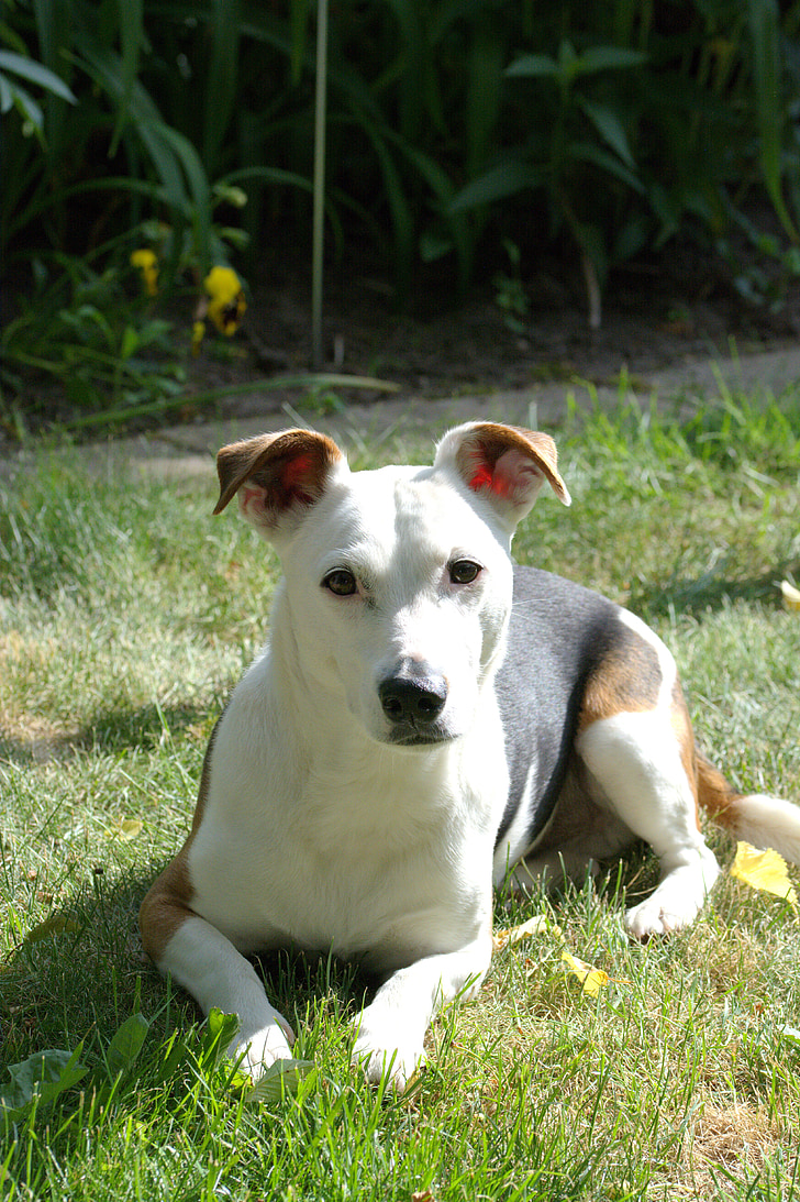 pes, Jack russell, teriér, Zobrazenie, PET, biela, tvár