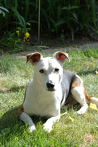 cão, Jack russell, Terrier, modo de exibição, animal de estimação, Branco, cara