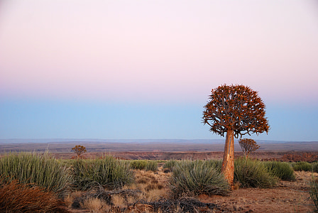 Afrika, soluppgång, koger träd, Anläggningen, Namibia