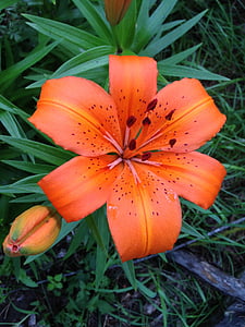 Tiger lily, flor, daylily, close-up, Verão, daylily laranja, Hemerocallis de tigre