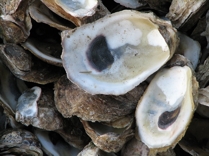 oysters, shells, sea life, food, nature