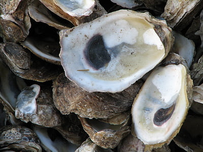 oesters, schelpen, zeeleven, voedsel, natuur