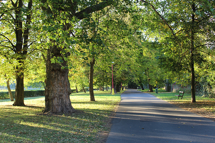 parking, walk, trees, alley, nature, autumn, deciduous tree