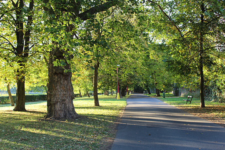 停车, 步行, 树木, 小巷, 自然, 秋天, 落叶树