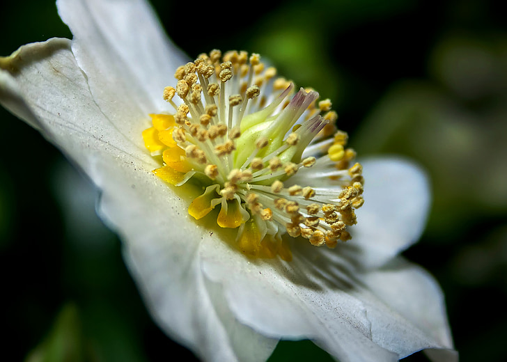 Helleborus, Blanco, anémona blanda, flor, floración, flor, rosa de Navidad