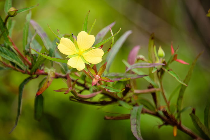 ธรรมชาติ, ออสเตรเลีย, ดอกไม้, สีเหลือง