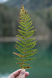 person, holding, pine, tree, leaf, hand, fern
