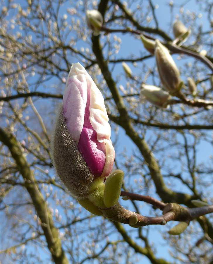 Magnolia, kevadel, päike, loodus, lill, puu, roosa