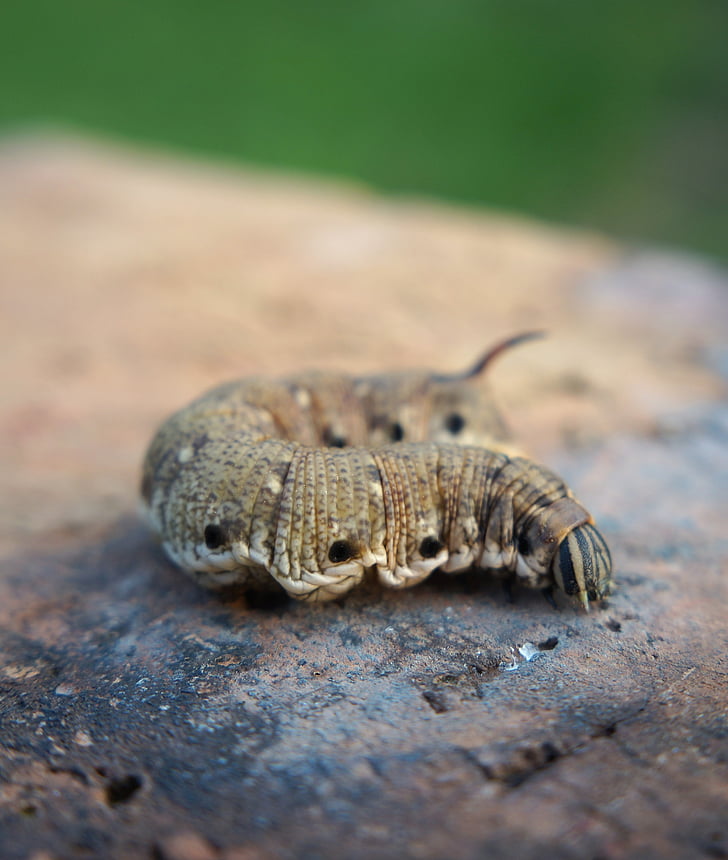 butterfly larva, insects, butterfly, caterpillar, porcellus, reptile, animal