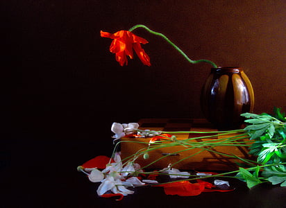 ainda vida, Tulipa, flor, placa