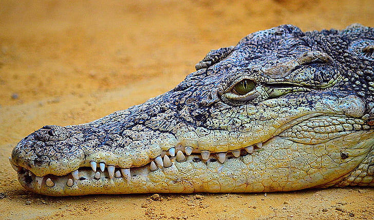 crocodile, reptile, nature, faune, Terre, animal, carnivore