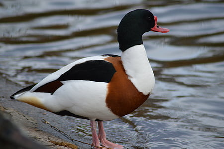 duck, animal, pond, bird, nature, wildlife, lake