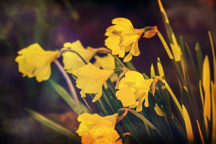 нарциссы, желтый, Цветы, Весна, Природа