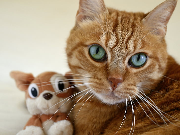 katt, liten katt, Cat's eye, Feline, Röd katt, kattunge, Porträtt av katt