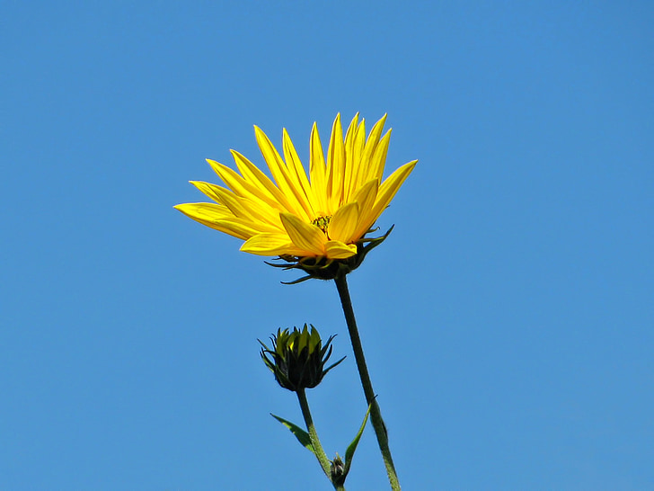слънчоглед, цвете, Блосъм, лято, природата, растителна, Слънчев ден