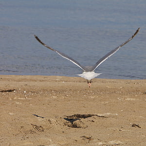 seagull, bird, animal, nature, sea, animal world, baltic sea