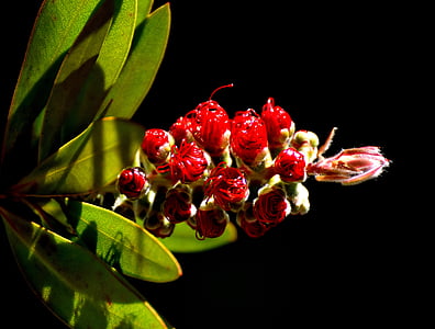 bottlebrush de llimona, callistemon citrinus, flor, planta, tancar, natura, vermell