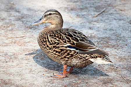 duck, mallard, water bird, nature