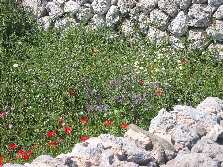 mur de pedra, paret, pedres, Rosella, Prat, flors silvestres, Sud d'Europa