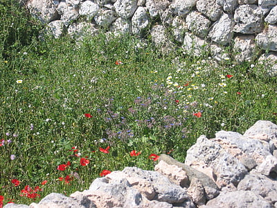 каменна стена, стена, камъни, Мак, ливада, диви цветя, Южна Европа
