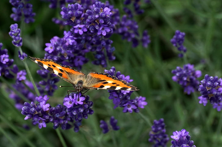 나비, 작은 여우, 곤충, 꽃, 블 룸, 자연, 여름