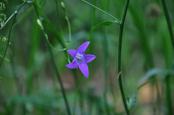 blue star, flower, forest, field