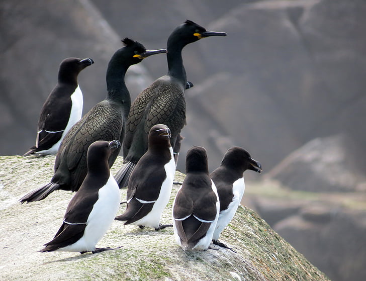 cormorani, pasăre, razorbills, mare, rock, turma, grup