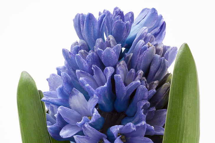 Jacinto, hyacinthus orientalis, Asparagaceae, planta de espargos, flor, Primavera, planta