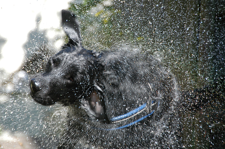Labrador-flat, hybrydowe, pranie, wody, wstrząsnąć, wstrzyknąć, mokra