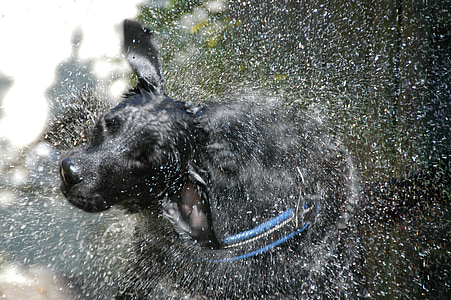 Labrador-phẳng, Hybrid, Giặt ủi ngày, nước, lắc, tiêm, ẩm ướt