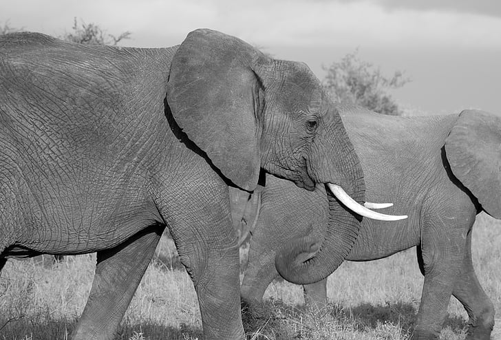éléphant, Safari, sauvage, mammifère, africain, tronc, Jungle
