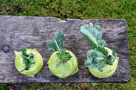 chinese cabbage ' kohlrabi, kalarepka, green, garden, vegetables, a vegetable, a garden plant
