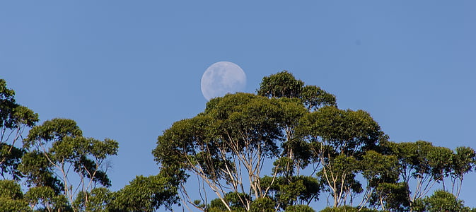 měsíc, obloha, stromy, modrá, Austrálie