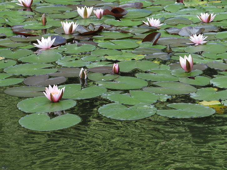 water lilies, pink, blossom, bloom, nature, aquatic plant, water Lily