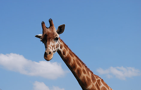 žirafa, Afrika, prosto živeče živali, Serengeti, divje, Safari