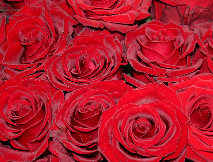 red roses, roses, market, flower, rose bloom, plant, red