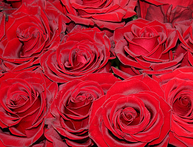 червени рози, рози, пазар, цвете, Роза Блум, растителна, червен