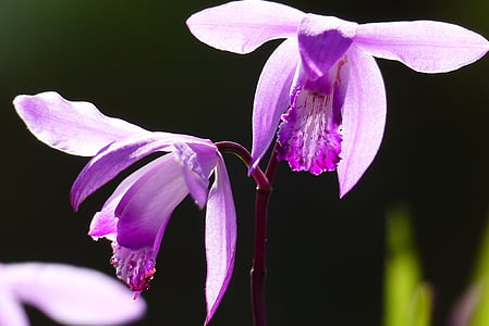 Силан, в начале лета, Япония, мая, фиолетовый, природные, Садоводство