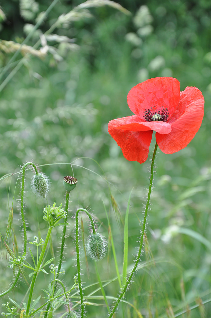 poppy, nature, meadow flower