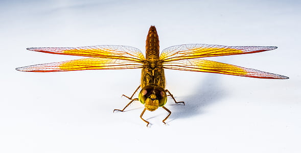 närbild, Dragonfly, insekt