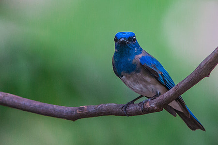 burung, biru, Sikatan