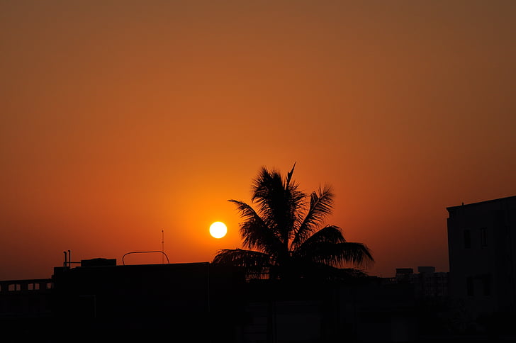 Palm, treet, oransje, himmelen, solen, solnedgang, Kokos Palm Tree