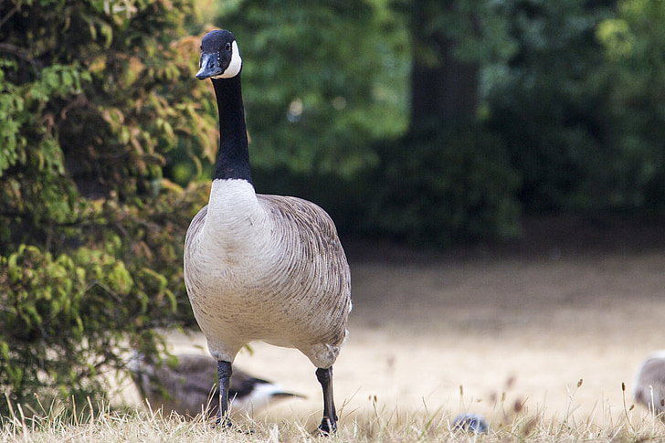 swan, pet, landscape