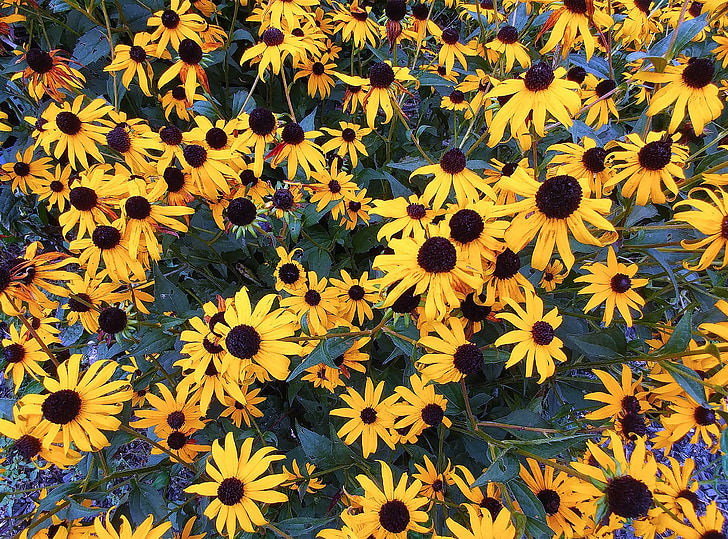 black eyed-수잔, rudbeckia hirta, 꽃, 식물, rudbeckia, hirta, 노란색